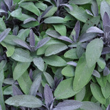 Purple Sage