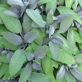 Purple Sage