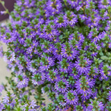 Scaevola Surdiva Blue