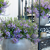 Scaevola Surdiva Blue