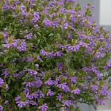 Scaevola Surdiva Blue