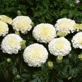 Marigold Marvel Vanilla (Garden Ready)
