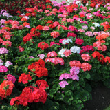 Geranium Horizon Mix (Garden Ready)