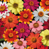 Zinnia Zahara Mix
