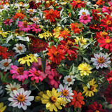Zinnia Zahara Mix