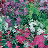 Nicotiana Perfume Mix