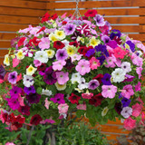 Petunia Trailing Easy Wave Mix F1