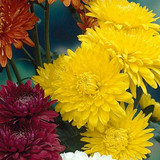 Chrysanthemum Earlier season Spray Collection