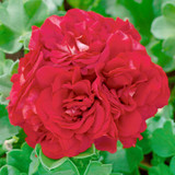 Geranium Double Trailing Sybil Collection