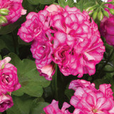 Geranium Double Trailing Sybil Collection