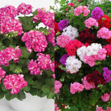 Geranium Double Trailing Sybil Collection