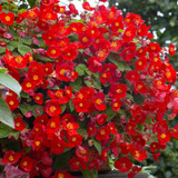 Begonia Multiflora Collection