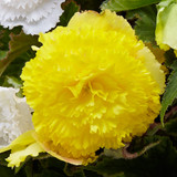 Begonia Fancy Frills Collection