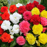 Begonia Fancy Frills Collection