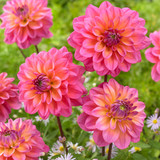 Dahlia Decorative Collection C