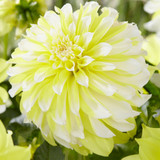 Dahlia Decorative Collection C