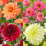 Dahlia Decorative Collection C