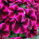Petunia Crazytunia Collection 2