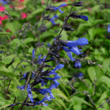 Salvia Large Flowered Collection