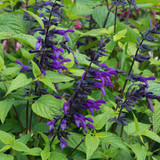 Salvia Large Flowered Collection