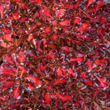 Coprosma Collection A