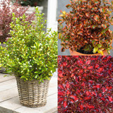 Coprosma Collection A