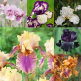 Iris Germanica Collection A