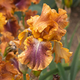 Iris Germanica Collection A
