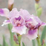 Iris Germanica Collection A