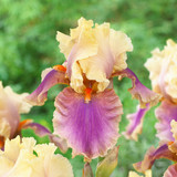 Iris germanica 'Collection A'