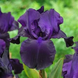 Iris germanica 'Collection A'