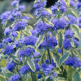 Caryopteris Collection