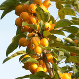 Crab Apple Collection