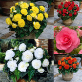 Begonia 'Non Stop Bedding' Collection
