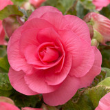 Begonia 'Non Stop Bedding' Collection