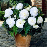 Begonia 'Non Stop Bedding' Collection