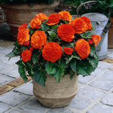 Begonia 'Non Stop Bedding' Collection