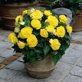 Begonia 'Non Stop Bedding' Collection