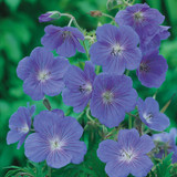 Geranium Collection