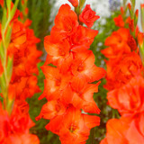 Gladioli Large Flowered Collection