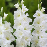 Gladioli Large Flowered Collection