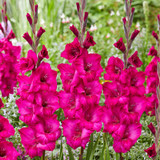 Gladioli Large Flowered Collection