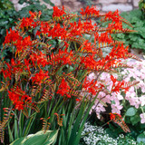 Crocosmia Large Flowering Collection