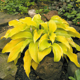 Hosta Designer Collection