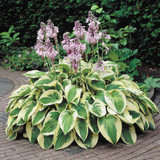 Hosta Designer Collection