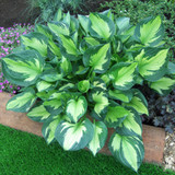 Hosta Designer Collection
