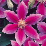 Clematis Hybrid Collection B