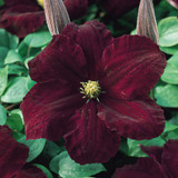 Clematis Hybrid Collection B