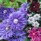 Clematis Hybrid Collection B