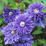 Clematis Hybrid Collection B